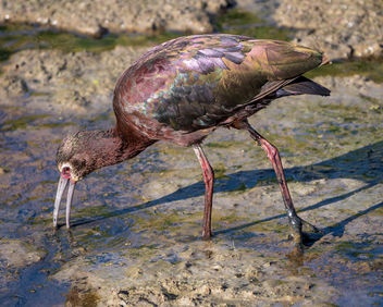 White-faced Ibis, Breeding Plumage - Free image #439969